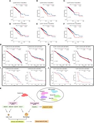 Corrigendum: Identification of differentially expressed hub genes associated with immune cell recruitment in claudin-low breast cancer